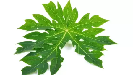 Manfaat Daun Pepaya untuk Mengatasi Asam Lambung, Solusi Alami yang Ampuh